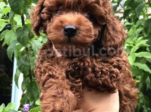 Safkan Toy Poodle Yavrularımız