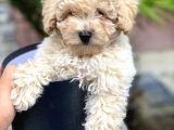 Irk Ve Sağlık Garantili Toy Poodle Yavrularımız