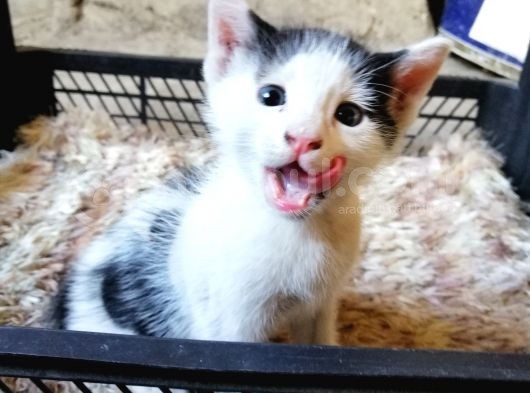 Minik Tatlı Kardeşler