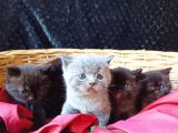 British Shorthair Yavrularımız Renk Renk Yeni Ailesini Bekliyor