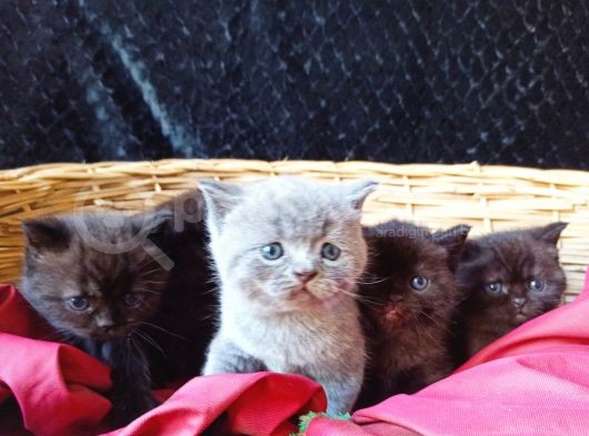 British Shorthair Yavrularımız Renk Renk Yeni Ailesini Bekliyor görsel