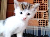Minik Tatlı Kardeşler