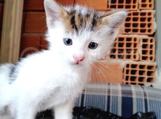 Minik Tatlı Kardeşler görsel