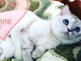 Antalya British Shorthair Lynx Point