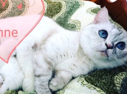 Antalya British Shorthair Lynx Point görsel