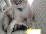 Antalya British Shorthair Lynx Point