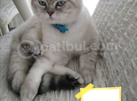 Antalya British Shorthair Lynx Point görsel