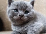 British Shorthair Yavrularımız Renk Renk Yeni Ailesini Bekliyor