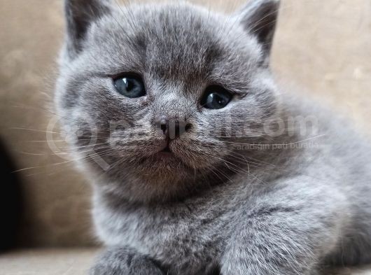 British Shorthair Yavrularımız Renk Renk Yeni Ailesini Bekliyor