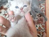 Scottish Fold Ve British Yavrular
