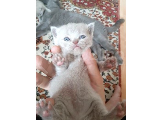 Scottish Fold Ve British Yavrular görsel