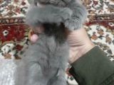 Scottish Fold Ve British Yavrular