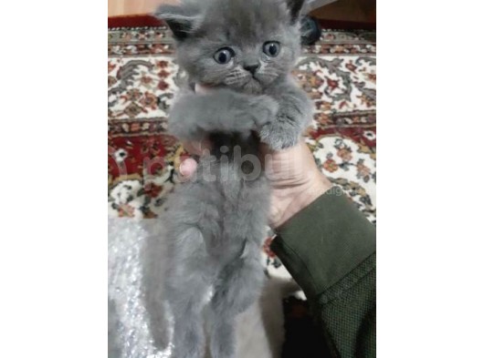 Scottish Fold Ve British Yavrular görsel