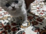 Scottish Fold Ve British Yavrular