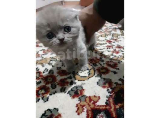 Scottish Fold Ve British Yavrular görsel