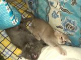 Scottish Fold Ve British Yavrular