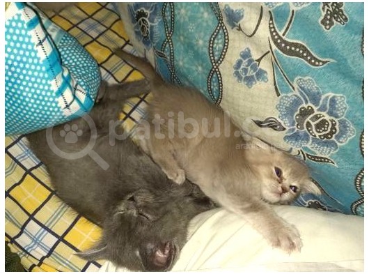 Scottish Fold Ve British Yavrular görsel
