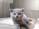 Scottish Fold Ve British Yavrular