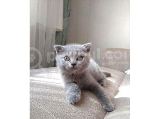 Scottish Fold Ve British Yavrular görsel