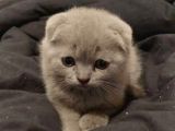 Scottish Fold Ve British Yavrular