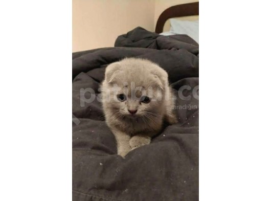 Scottish Fold Ve British Yavrular görsel