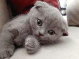 Scottish Fold Ve British Yavrular