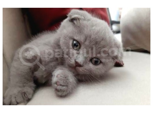 Scottish Fold Ve British Yavrular görsel