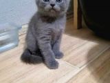 Scottish Fold Ve British Yavrular