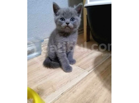 Scottish Fold Ve British Yavrular
