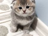 Golden Scottish Fold Yavru