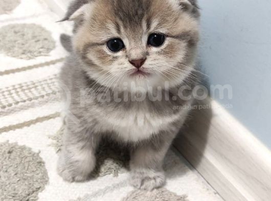 Golden Scottish Fold Yavru