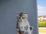 Golden Scottish Fold Yavru