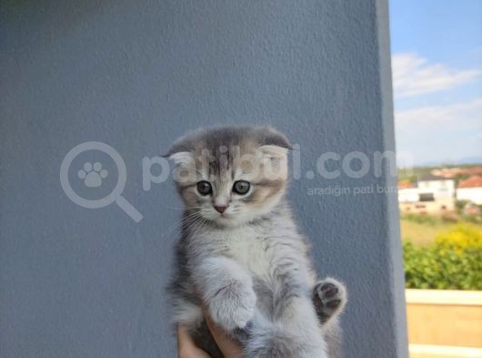 Golden Scottish Fold Yavru görsel