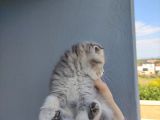 Golden Scottish Fold Yavru