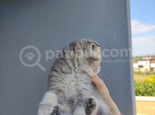 Golden Scottish Fold Yavru görsel