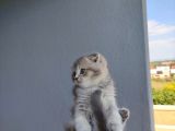 Golden Scottish Fold Yavru