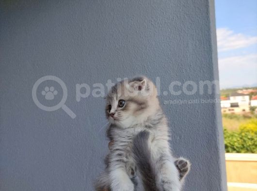 Golden Scottish Fold Yavru görsel