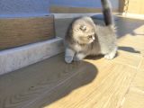 Golden Scottish Fold Yavru