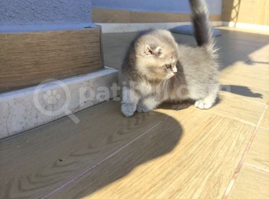 Golden Scottish Fold Yavru görsel