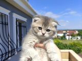 Golden Scottish Fold Yavru