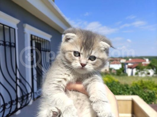 Golden Scottish Fold Yavru görsel
