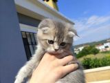 Golden Scottish Fold Yavru
