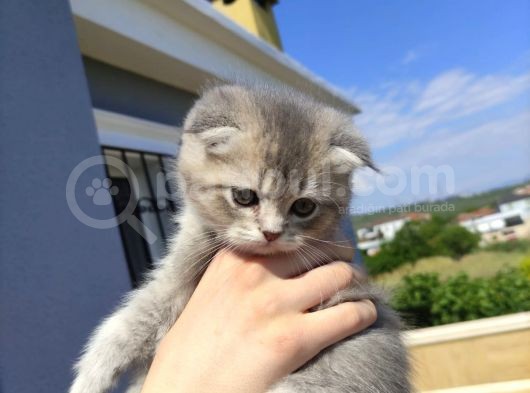 Golden Scottish Fold Yavru görsel