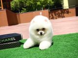 En İyi Kalitedeki Pomeranian Boo Yavrularımızda