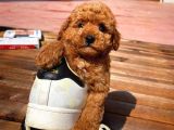 Kalite Garantili Toy Poodle Oğlumuz