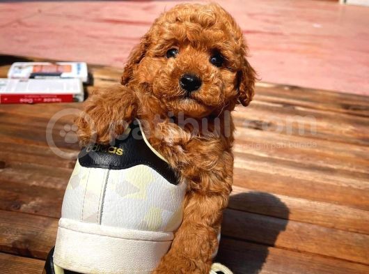 Kalite Garantili Toy Poodle Oğlumuz