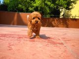 Kalite Garantili Toy Poodle Oğlumuz
