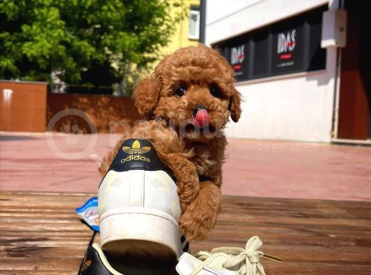 Kalite Garantili Toy Poodle Oğlumuz görsel