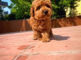 Kalite Garantili Toy Poodle Oğlumuz