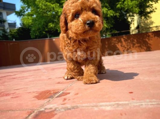 Kalite Garantili Toy Poodle Oğlumuz görsel